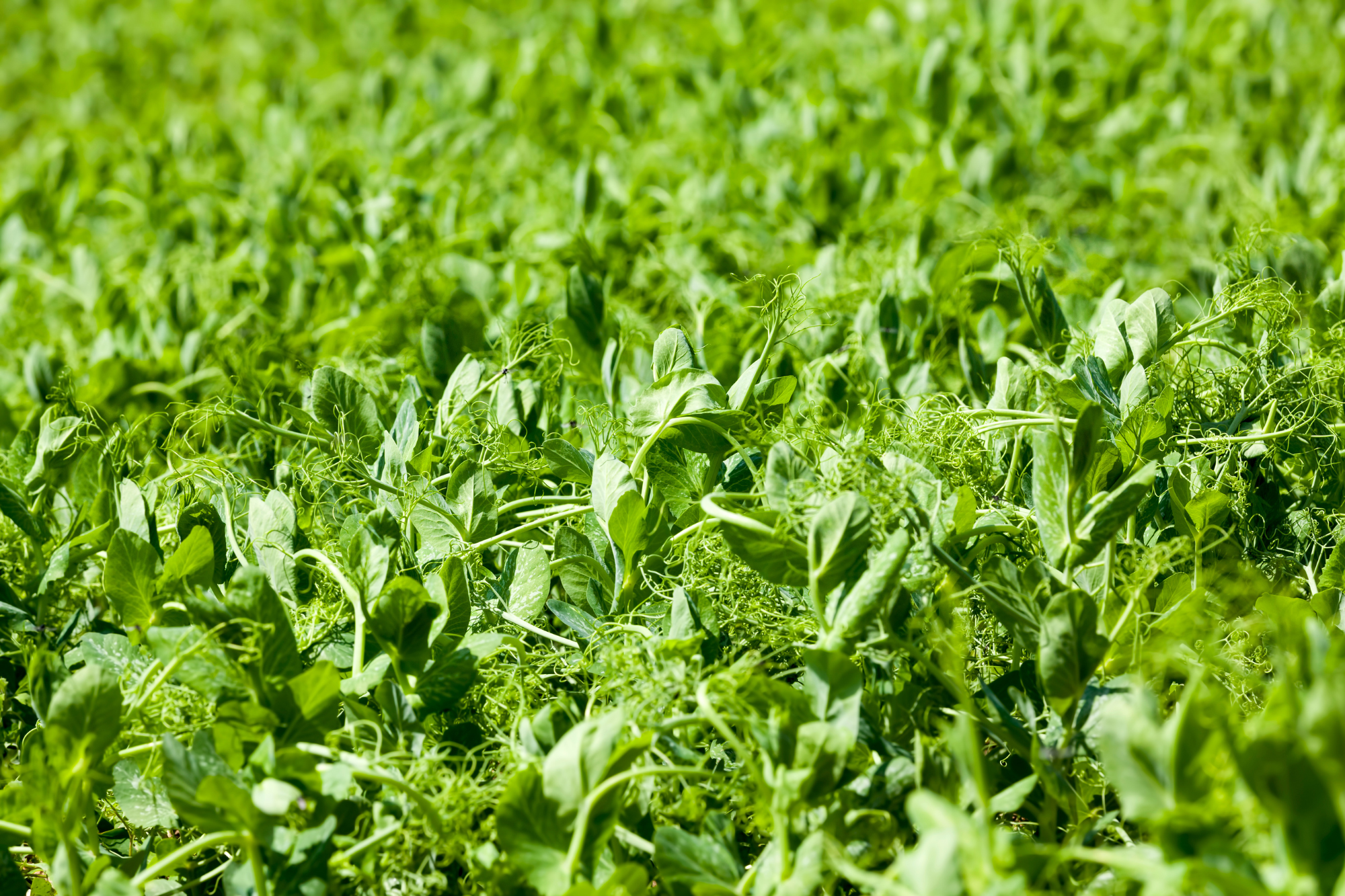 close-up-of-pea-crop