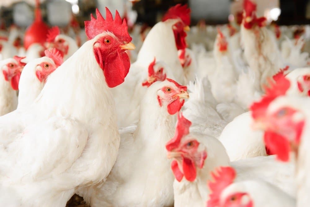 close-up-of-chickens