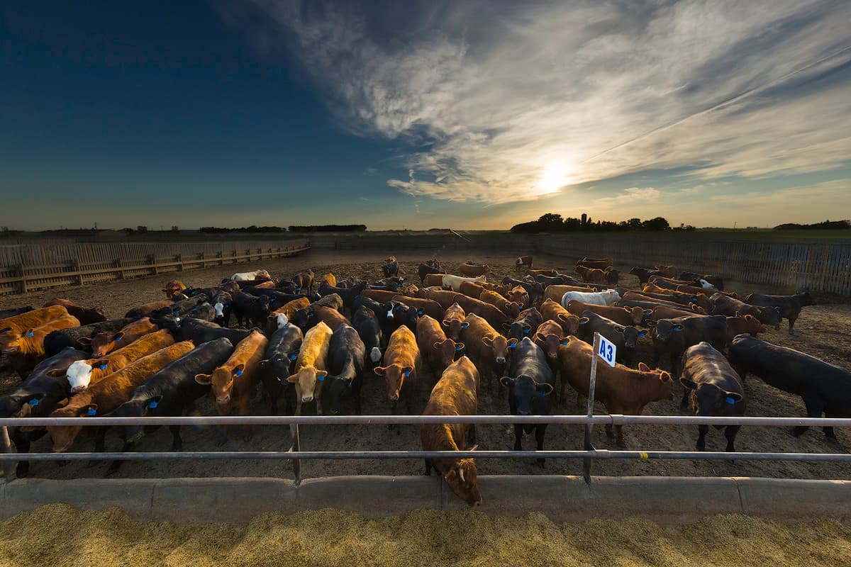 cows in pen