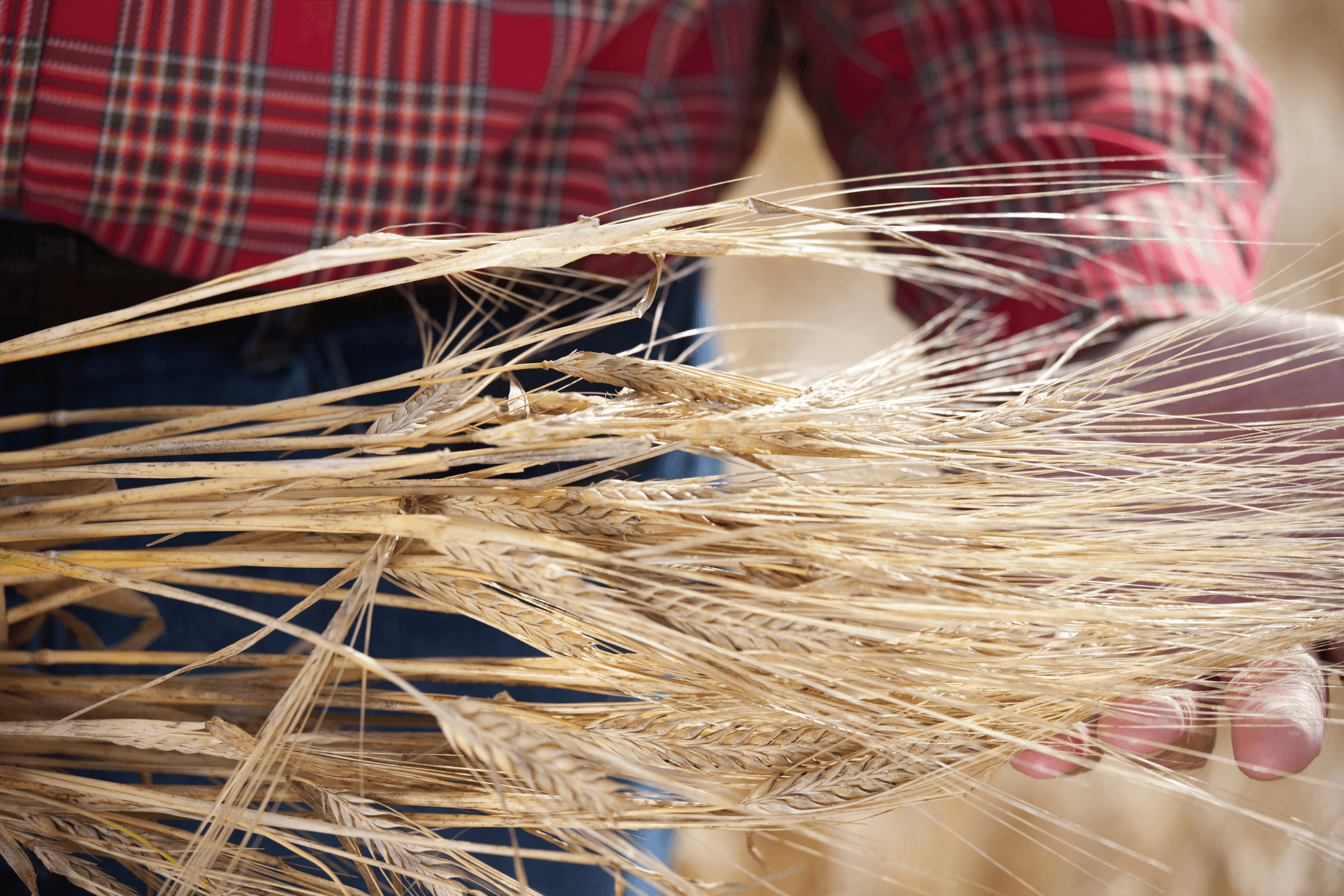 farmer-holding-close-up-of-cereal-crop-barley