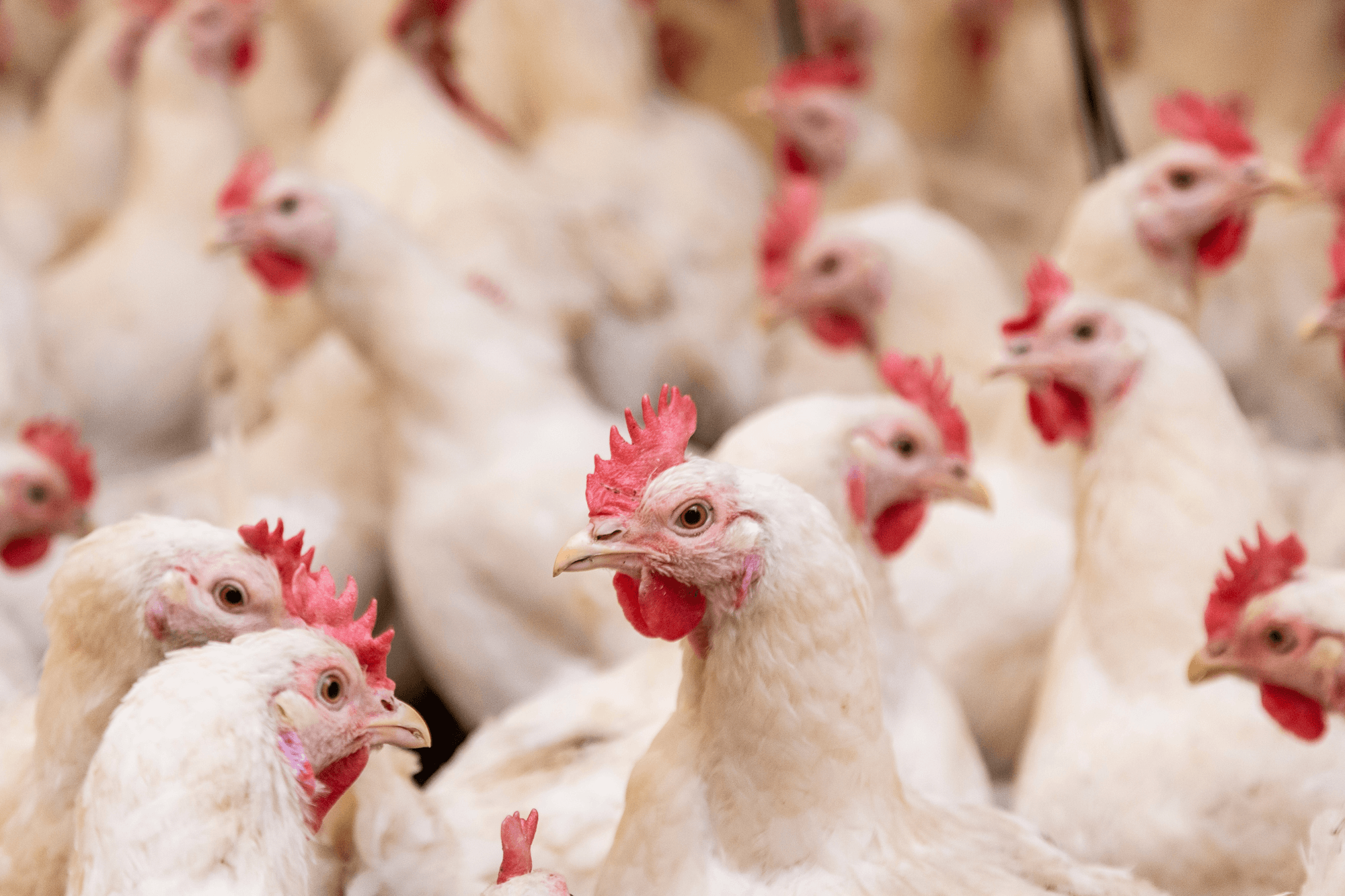 poultry-farm