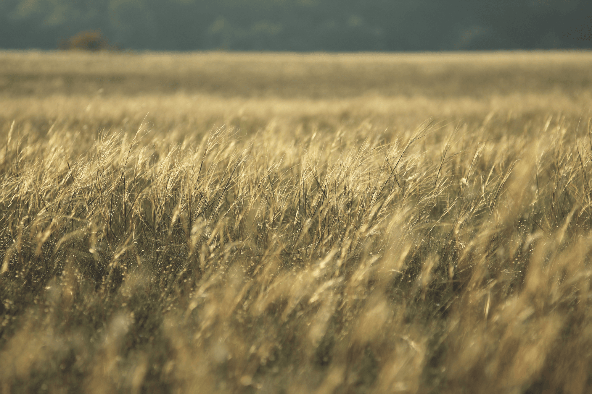 close-up-of-alberta-grassland