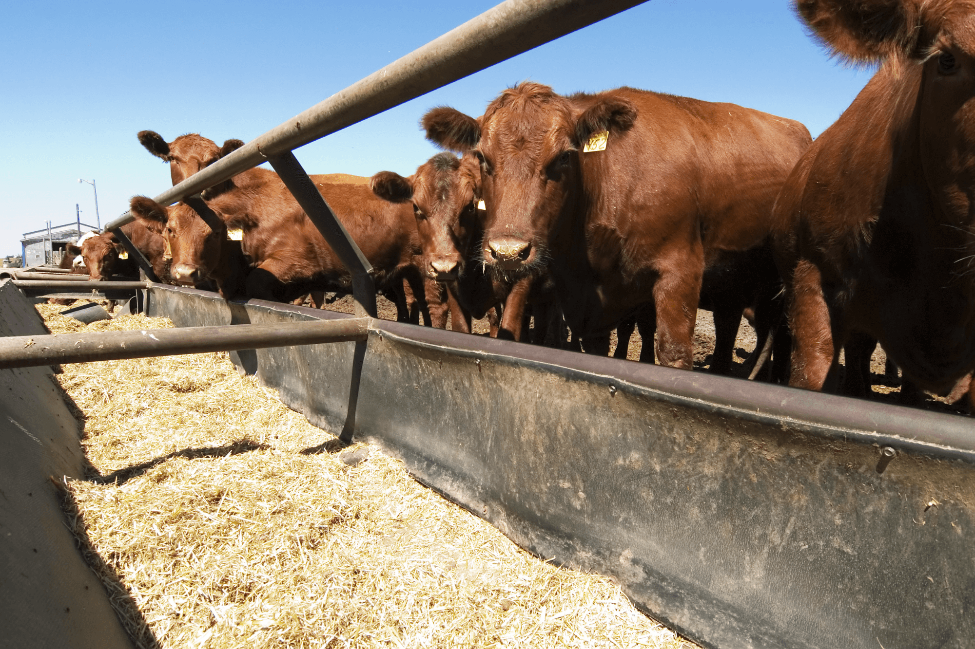 close-up-of-feeding-cattle