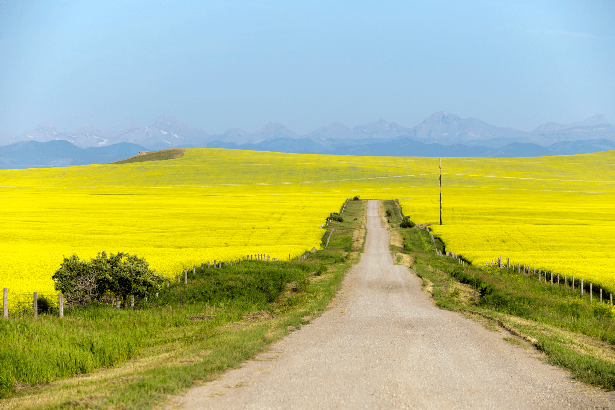 pincher-creek-alberta-back-road-canola-field