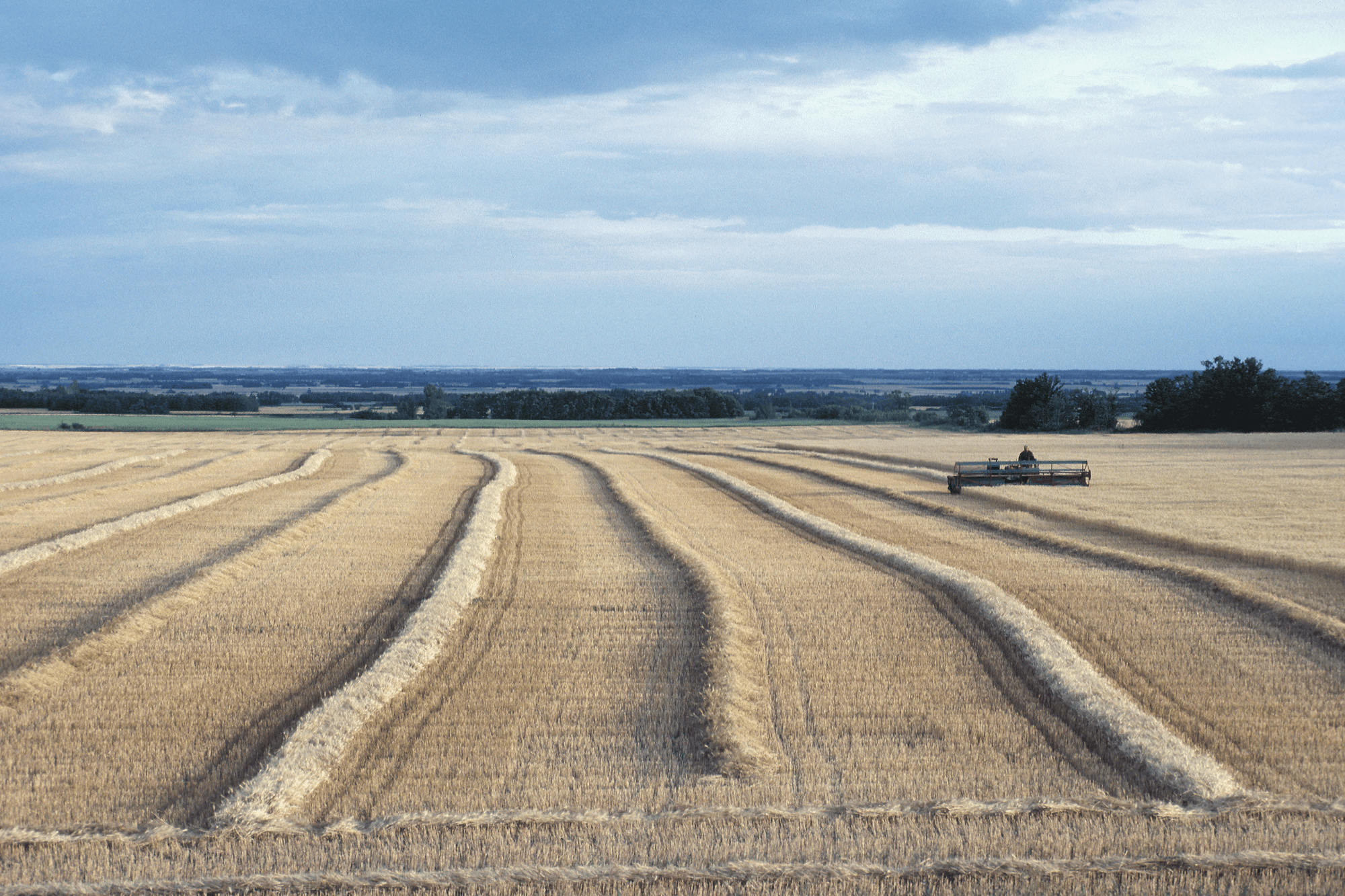 wheat-being-harvested