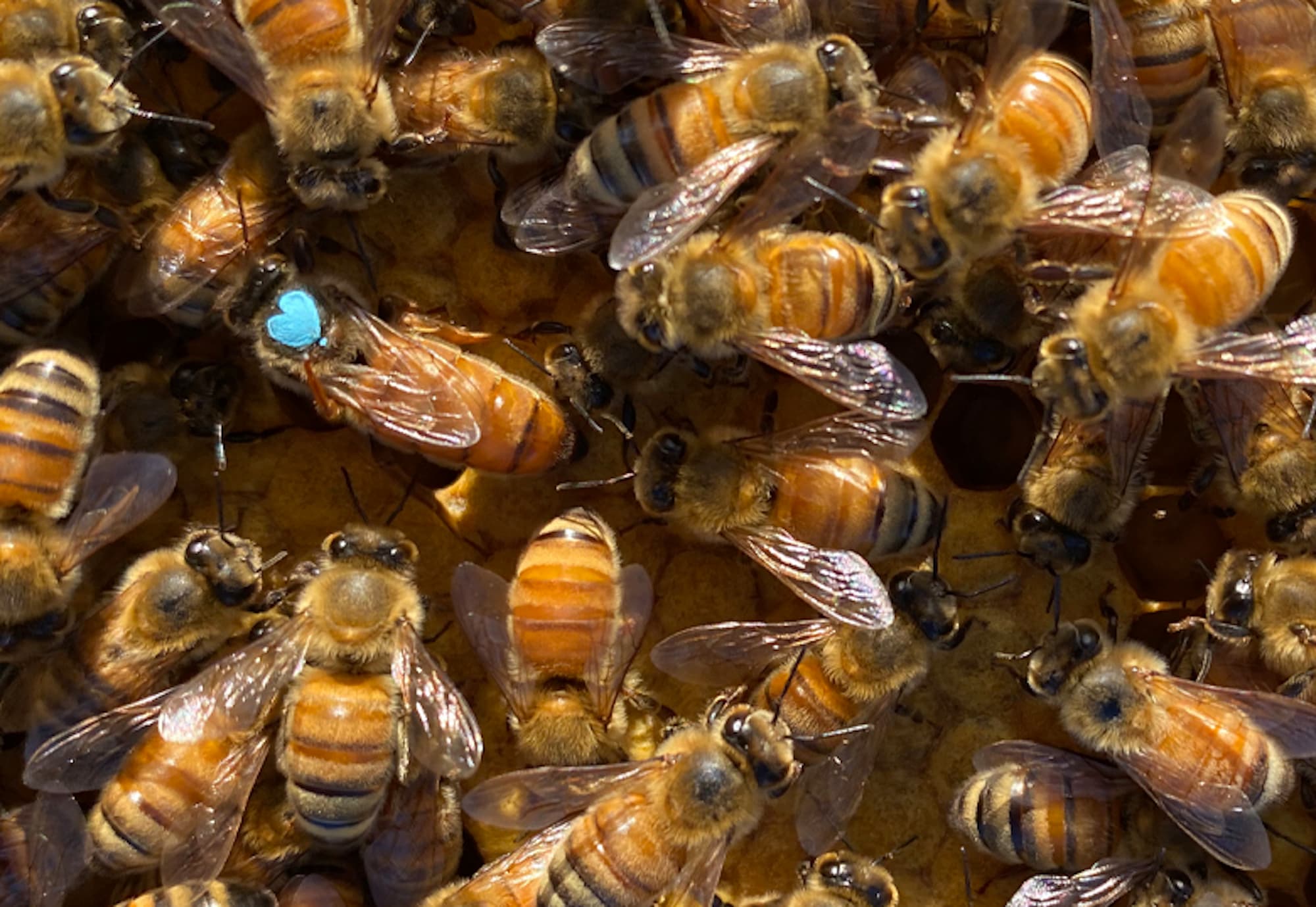 Group-of-bees-with-queen-identified-with-blue-heart-marking