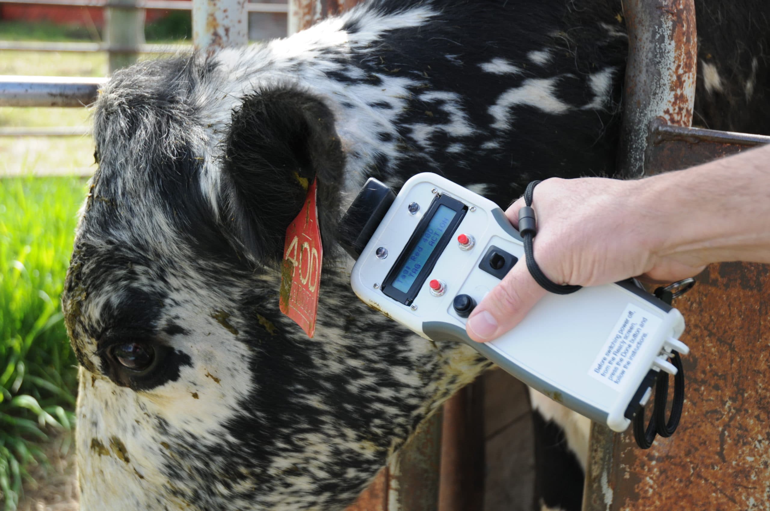 Using-flokk-machine-on-cattle