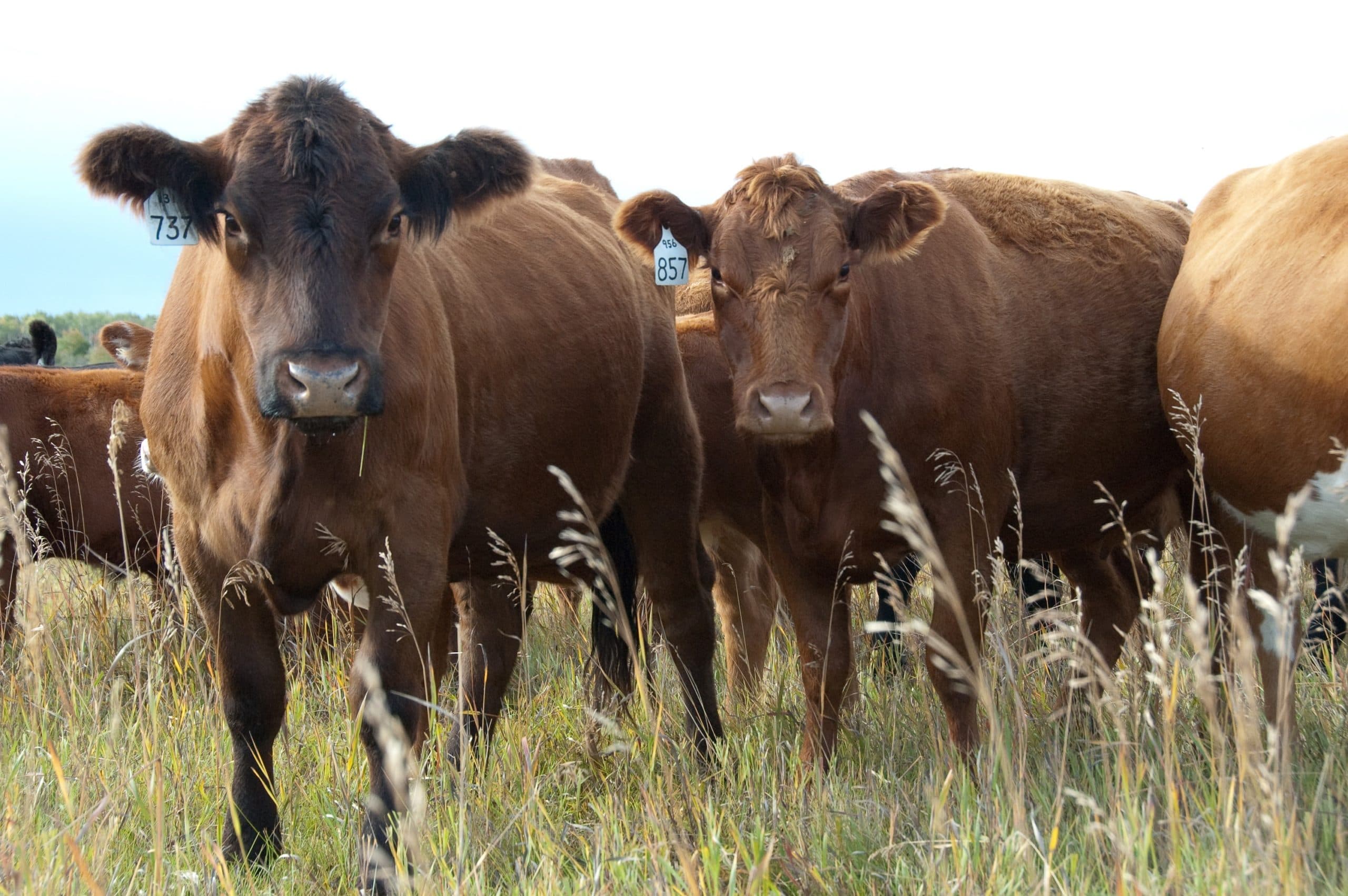 cows in field