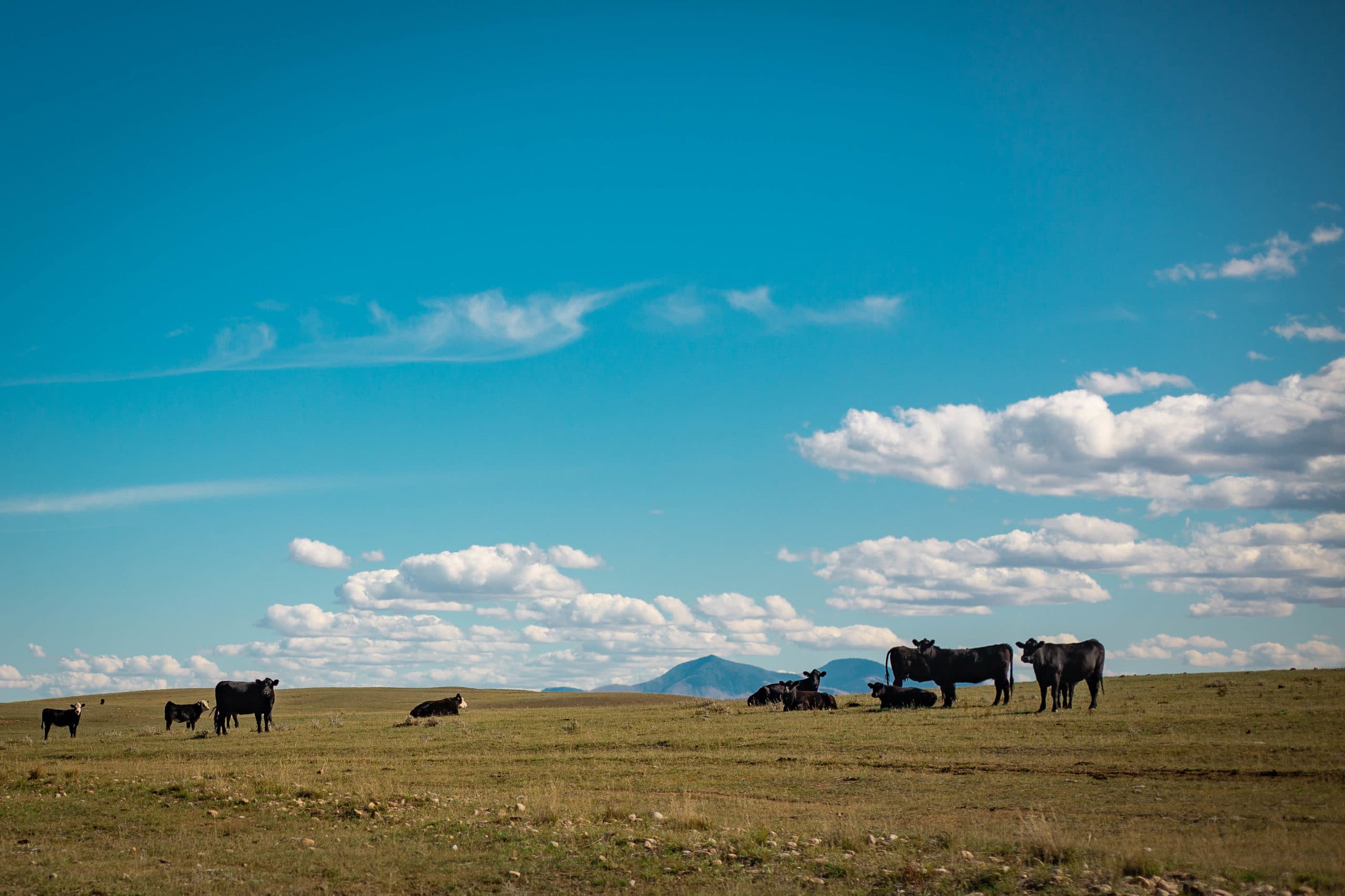 cows in field