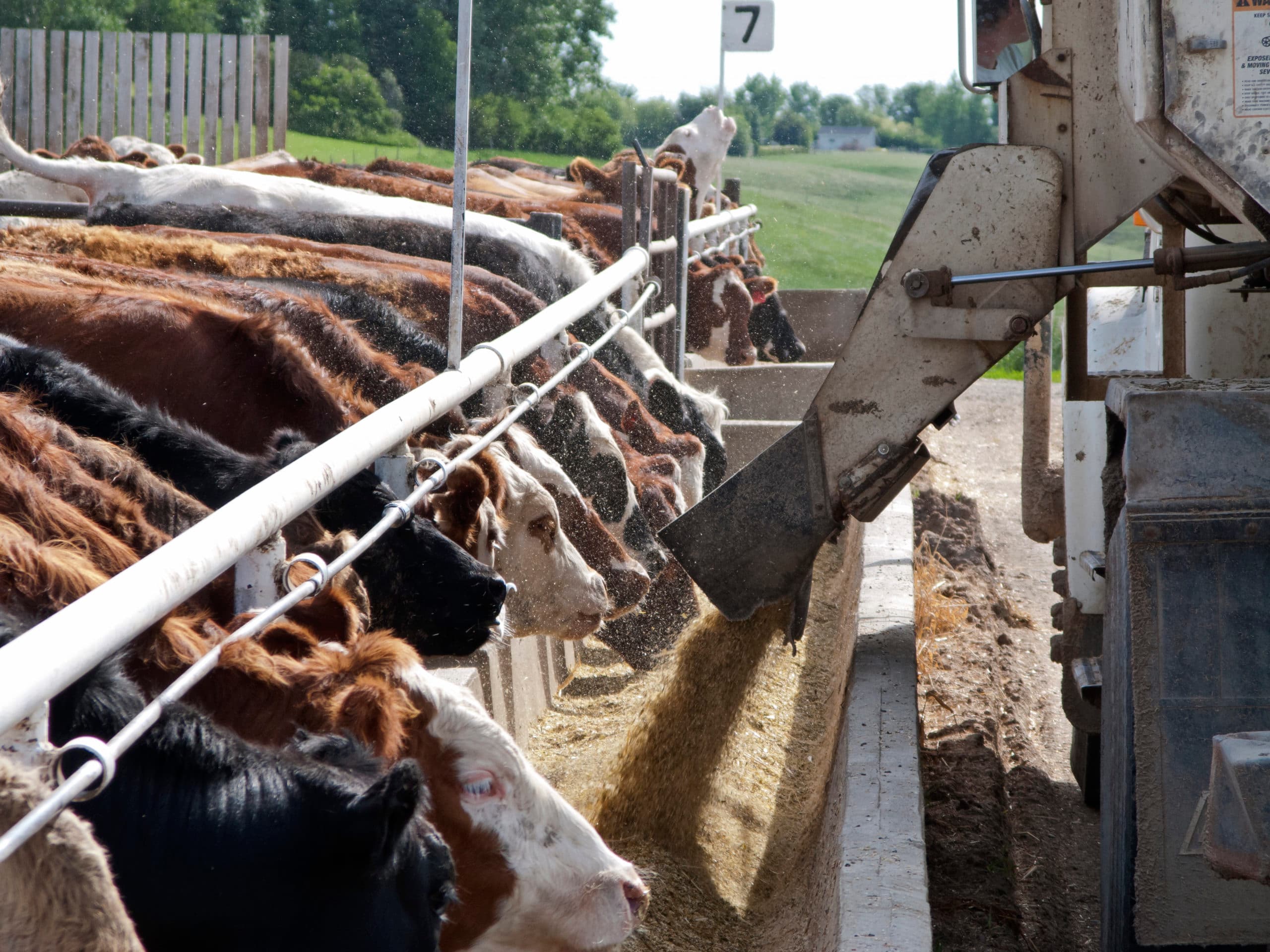 cows at feeding trough