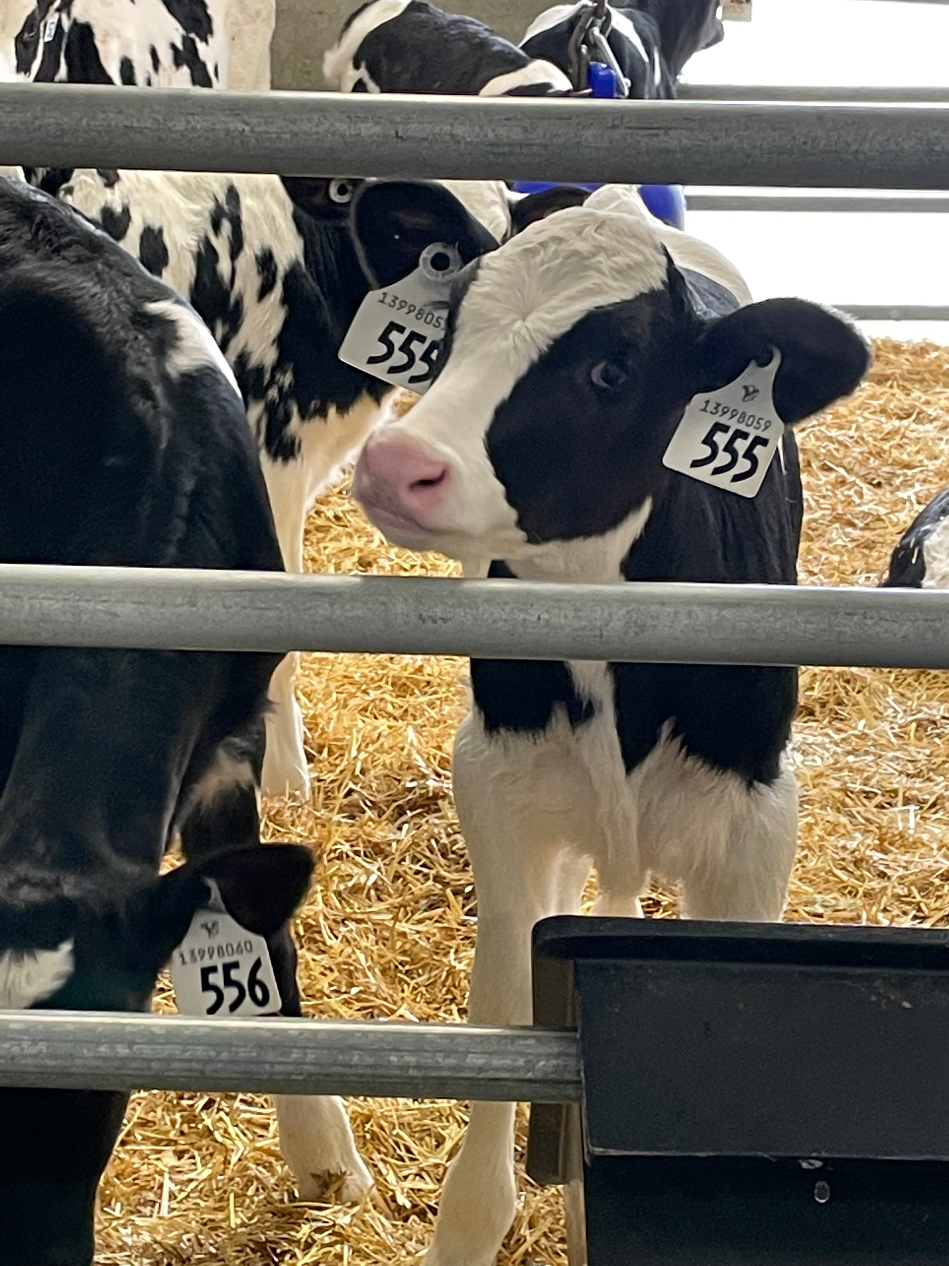Understanding the effects of outdoor access for dairy cows on ...