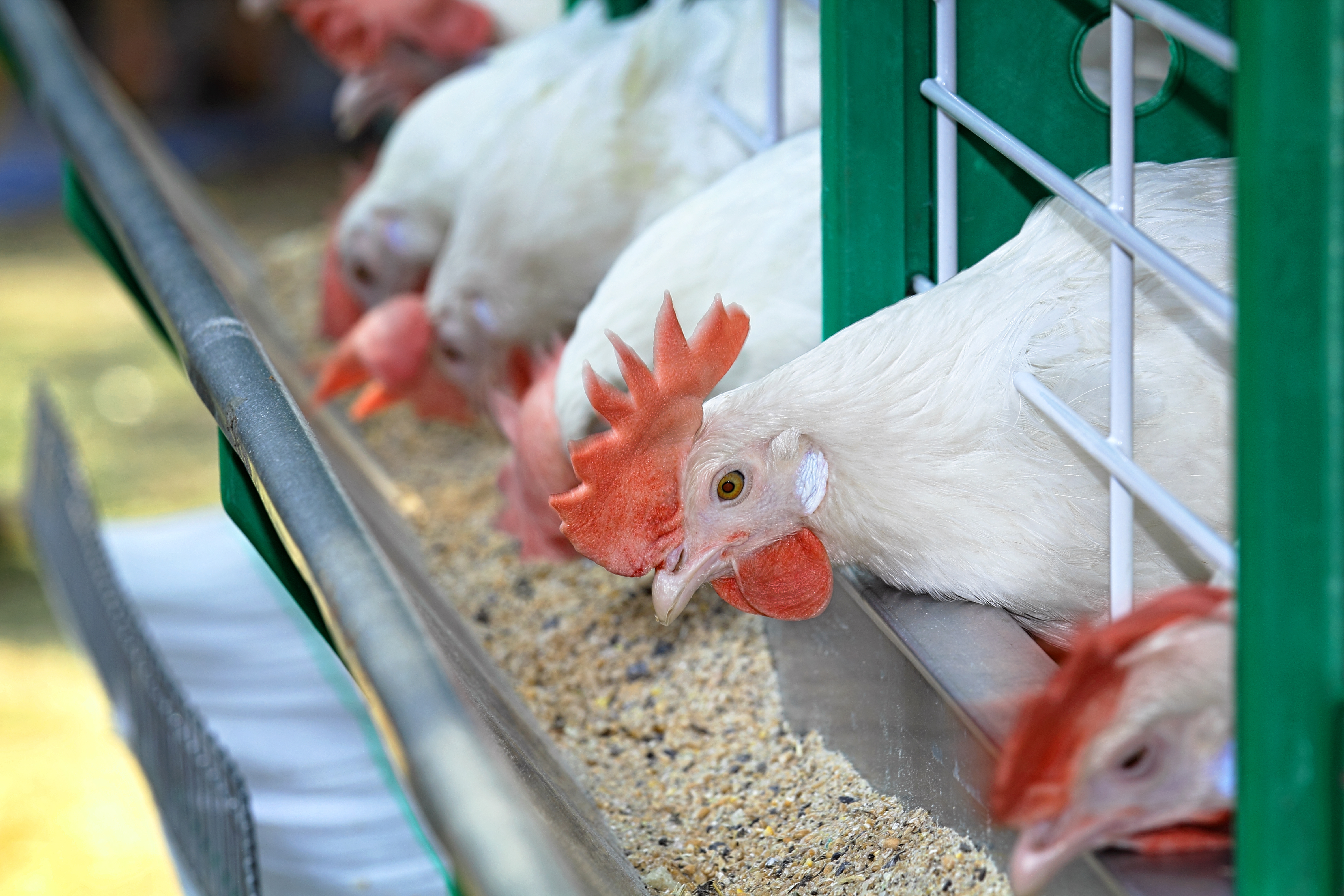 The impact of barn sanitation practices on antimicrobial resistance in ...