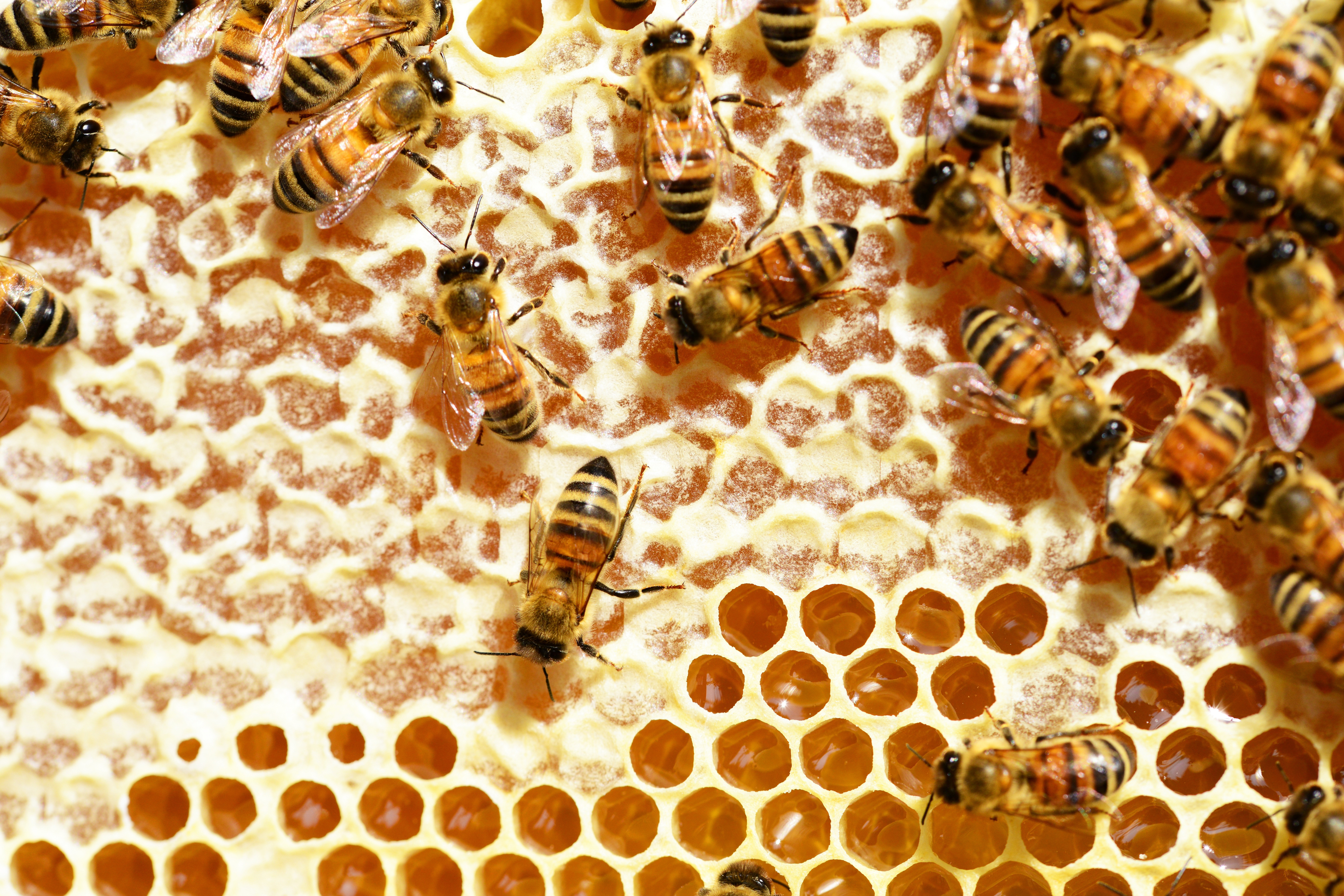 close up of honeybees on hive