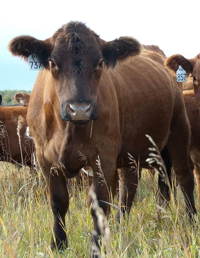 cow-in-field-with-ear-tag-737