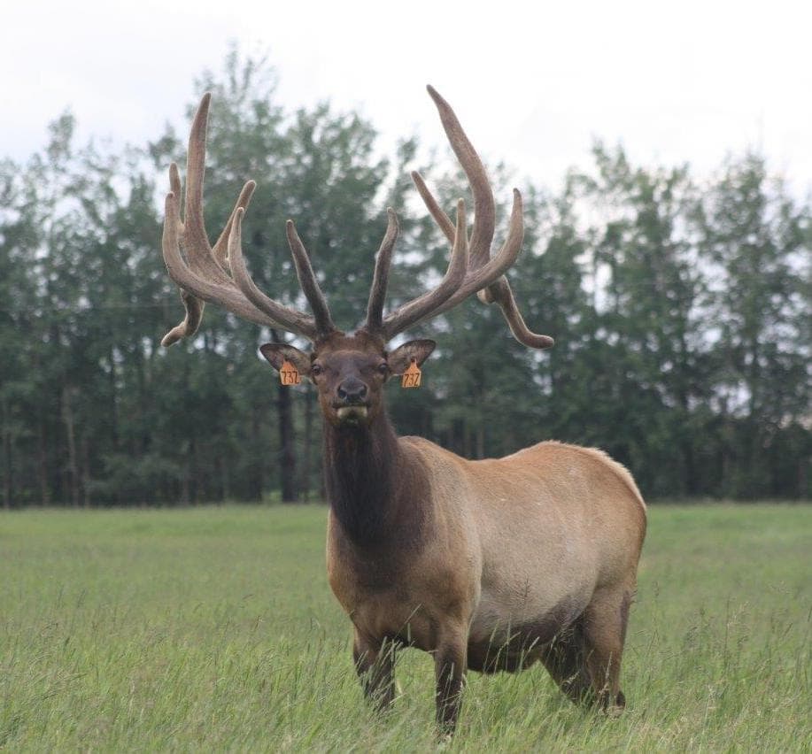 Elk in field