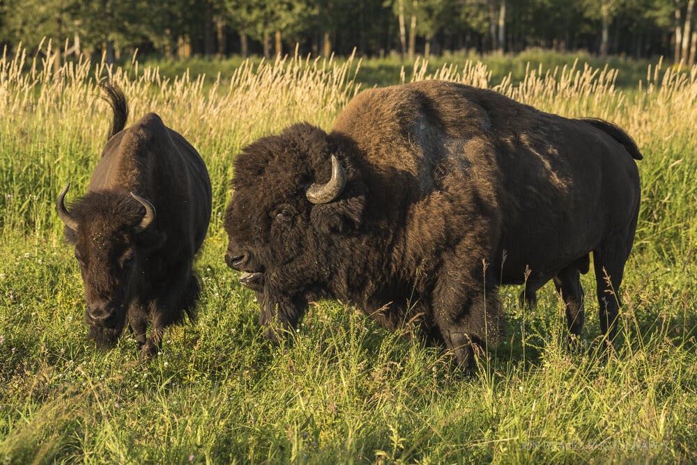bison in field