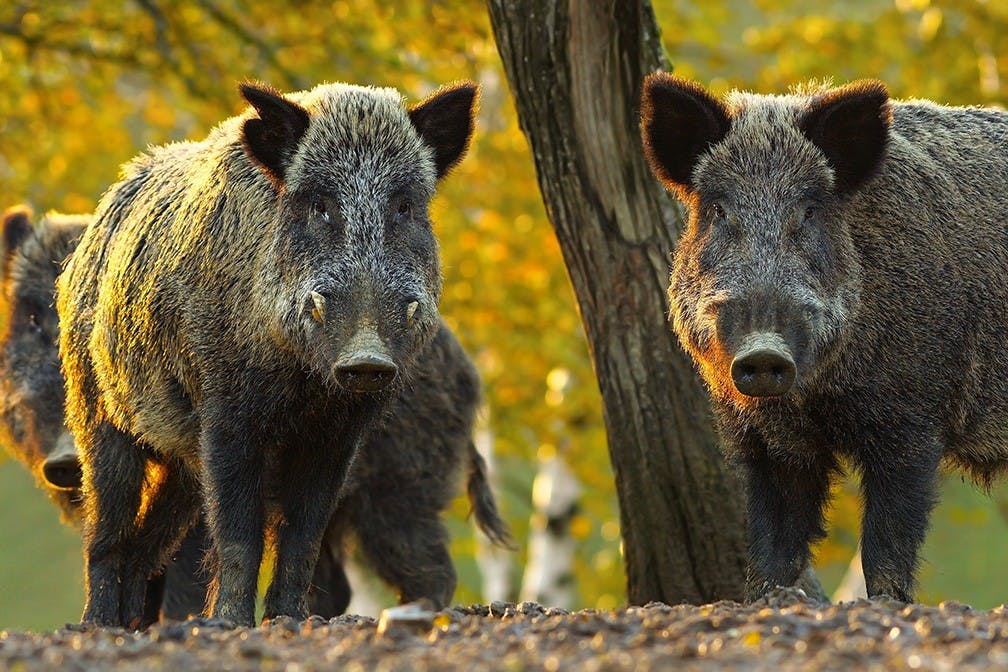 two wild boar