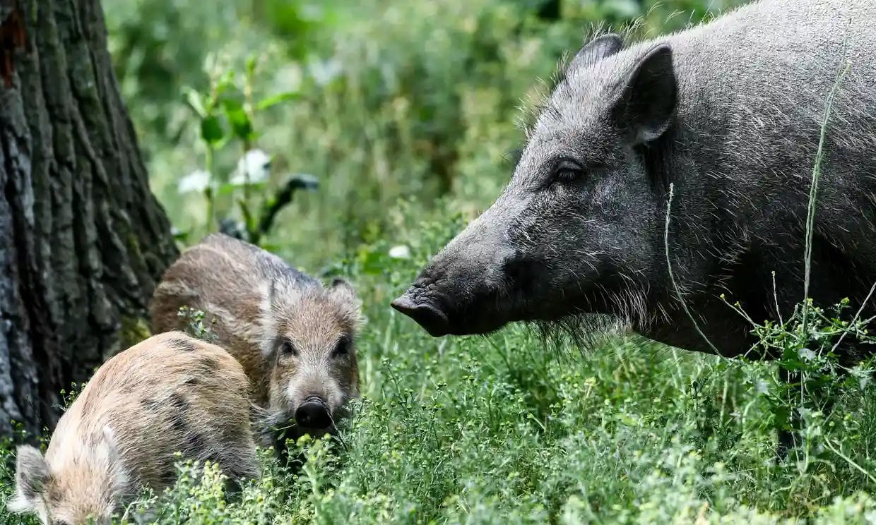 Close up wild boar and young wild boar