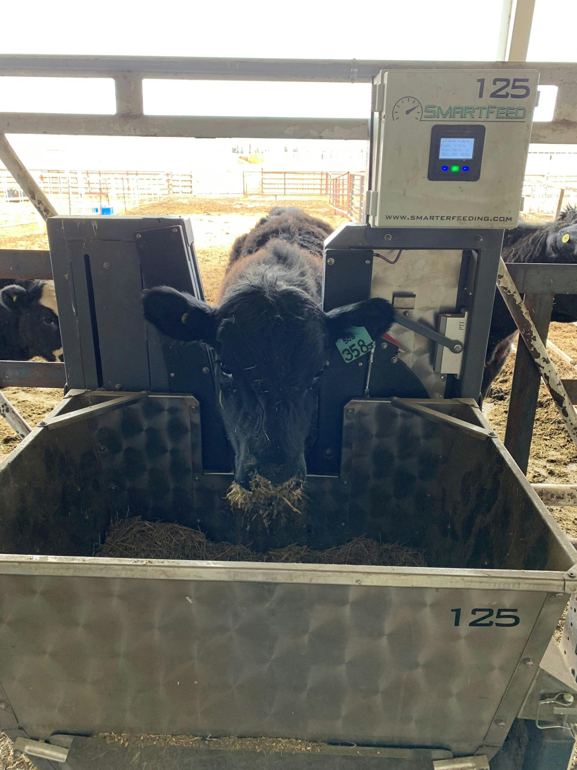 heifer-at-lakeland-college-eating-feed-from-smart-feed-machine