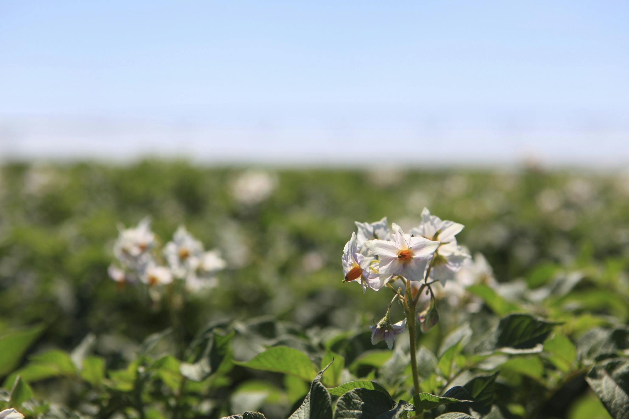 close up of potato crop flowering