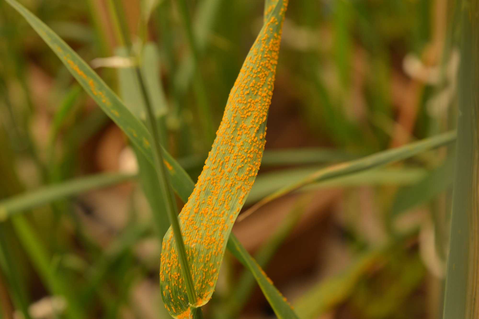 close up of wheat leaf with stripe rust