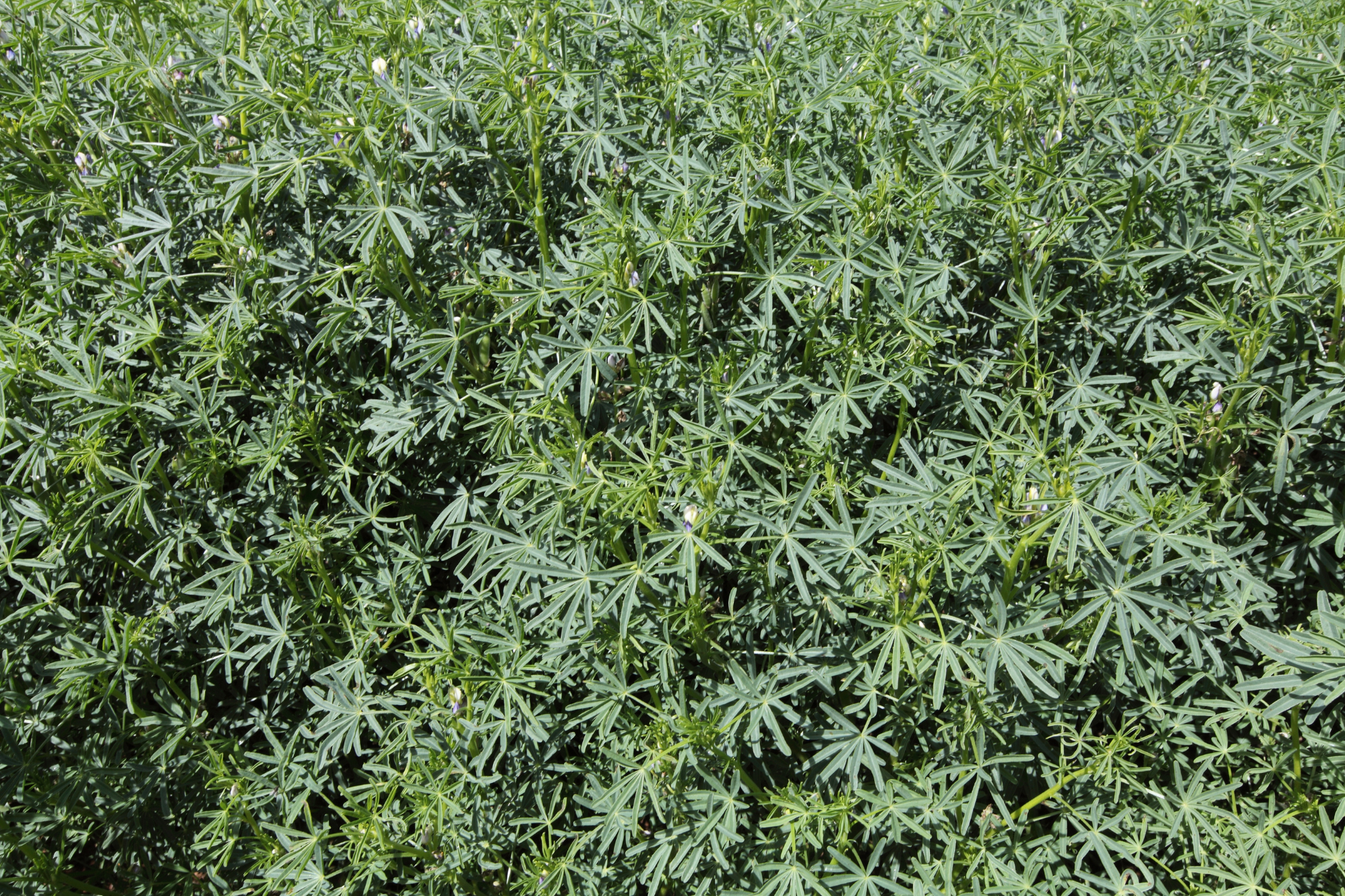 aerial view of hemp pulse crops