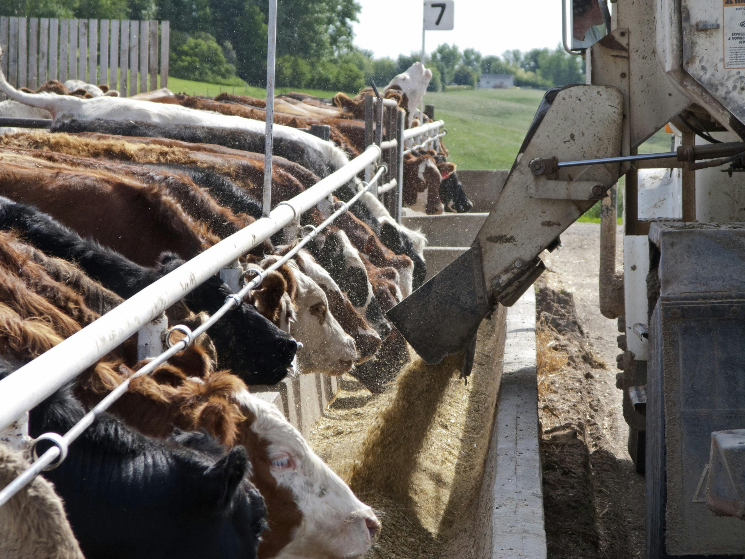 cows at feeding trough
