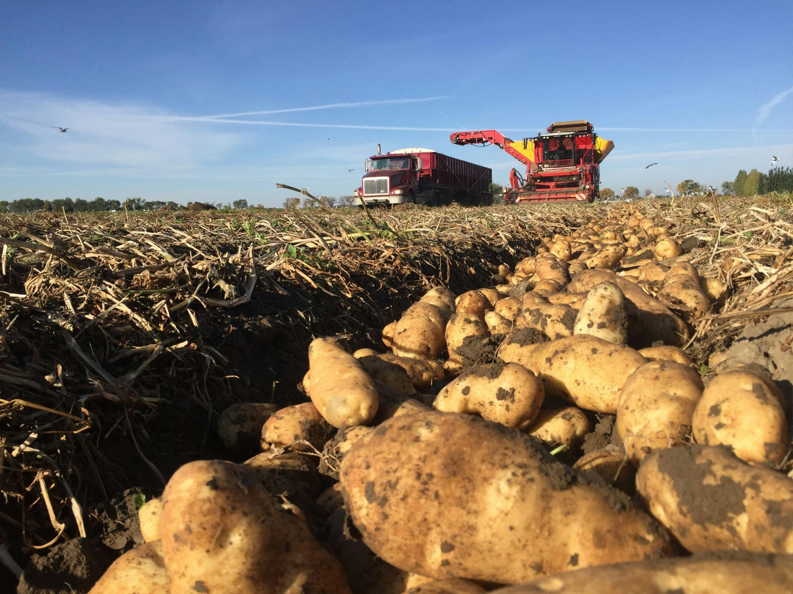 close-up-of-potato-farm-being-harvested-with-equipment