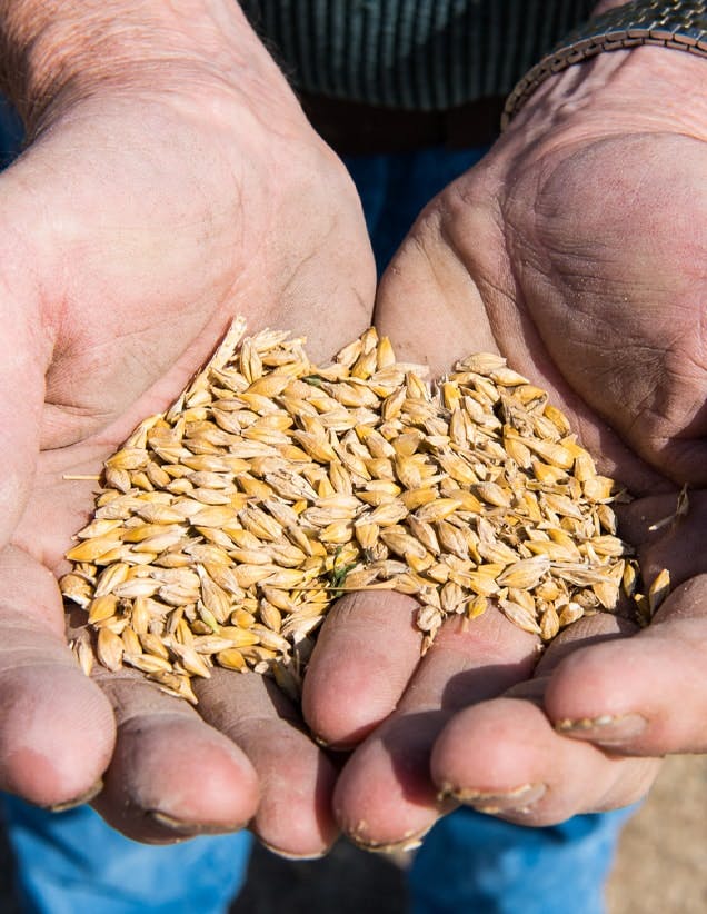 cupped hands holding barley